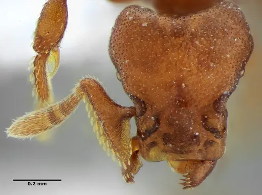 Eurhopalothrix spectabilis - UFV-LABECOL-008985