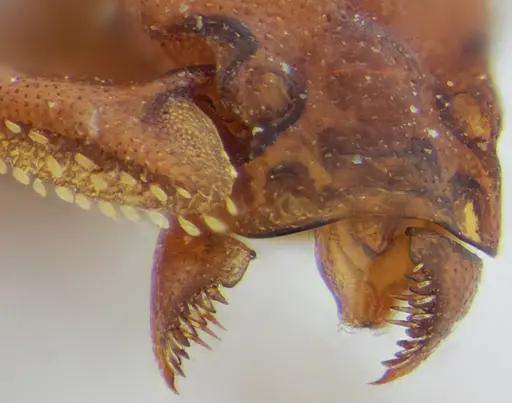 Eurhopalothrix spectabilis - UFV-LABECOL-008985