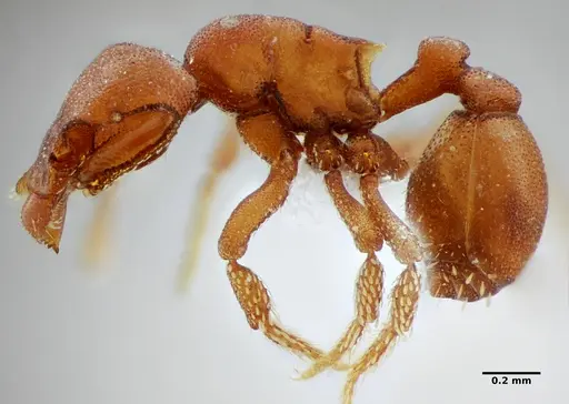 Eurhopalothrix spectabilis - UFV-LABECOL-008985