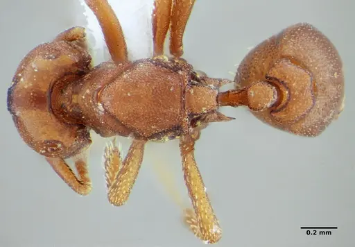 Eurhopalothrix spectabilis - UFV-LABECOL-008989