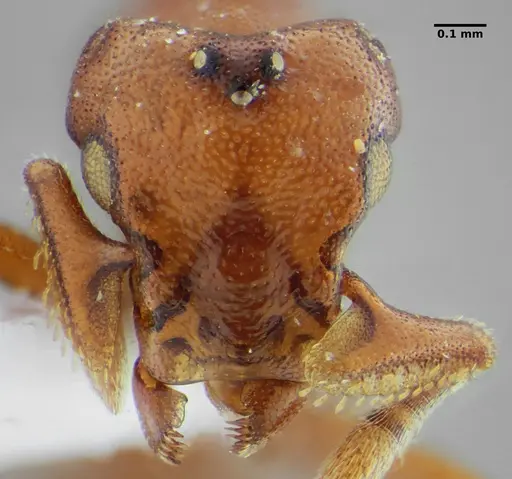 Eurhopalothrix spectabilis - UFV-LABECOL-008989