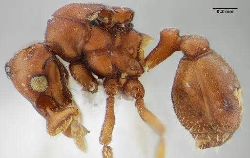 Eurhopalothrix spectabilis - UFV-LABECOL-008989