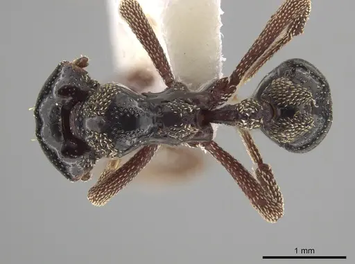 Eurhopalothrix szentivanyi specimen