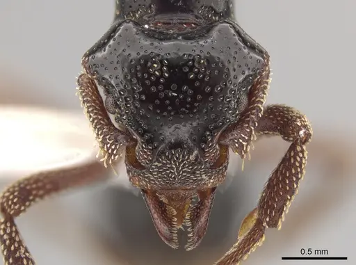 Eurhopalothrix szentivanyi specimen