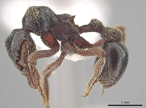 Eurhopalothrix szentivanyi specimen