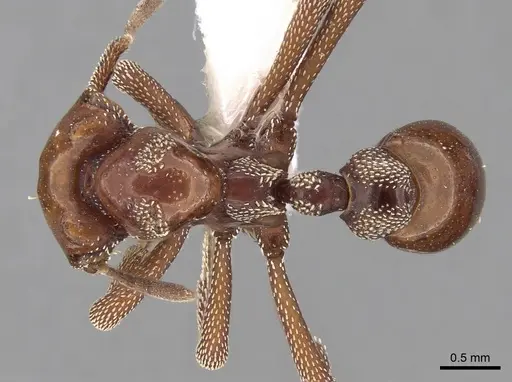 Eurhopalothrix szentivanyi - CASENT0280768