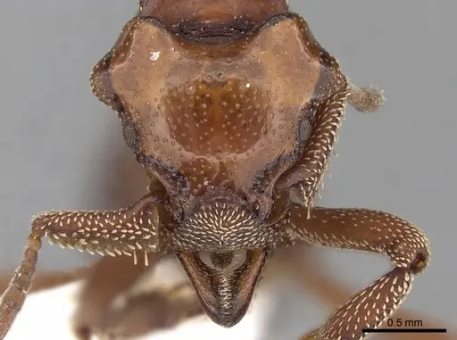 Eurhopalothrix szentivanyi - CASENT0280768