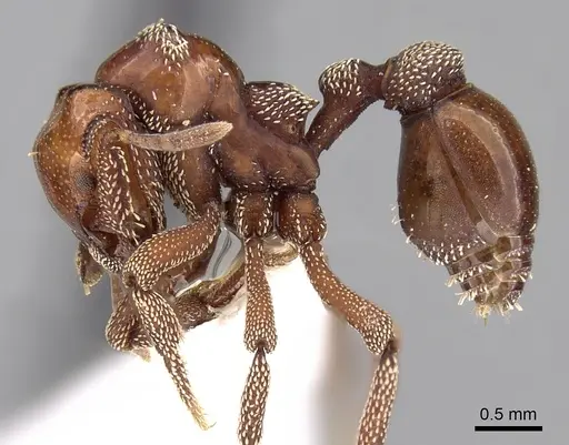 Eurhopalothrix szentivanyi - CASENT0280768