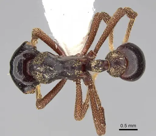 Eurhopalothrix szentivanyi - CASENT0914905