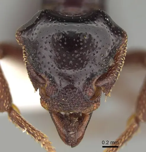 Eurhopalothrix szentivanyi - CASENT0914905