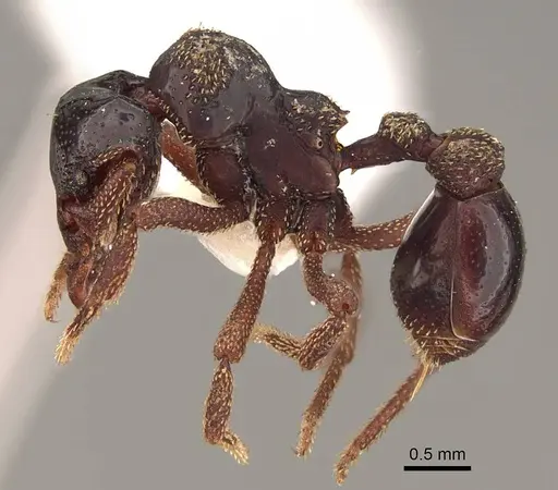 Eurhopalothrix szentivanyi - CASENT0914905