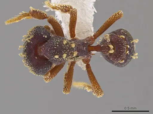 Eurhopalothrix vulcan specimen