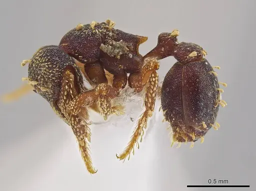 Eurhopalothrix vulcan specimen