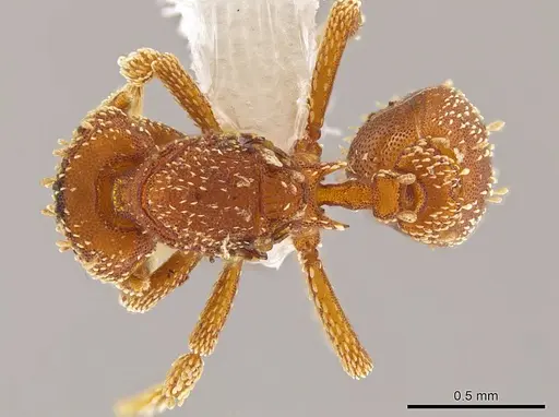 Eurhopalothrix xibalba specimen