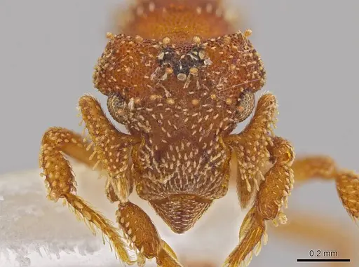 Eurhopalothrix xibalba specimen