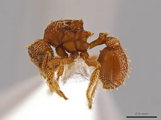 Eurhopalothrix xibalba specimen