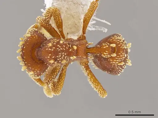 Eurhopalothrix xibalba - INB0003665110