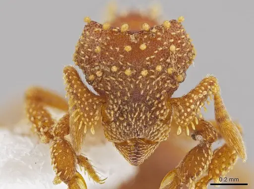 Eurhopalothrix xibalba - INB0003665110