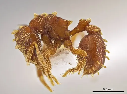 Eurhopalothrix xibalba - INB0003665110