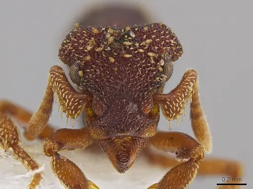 Eurhopalothrix zipacna - CASENT0612531