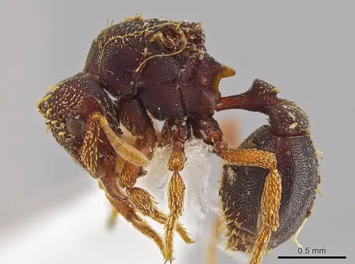 Eurhopalothrix zipacna - CASENT0612531