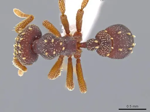 Eurhopalothrix zipacna - CASENT0617561