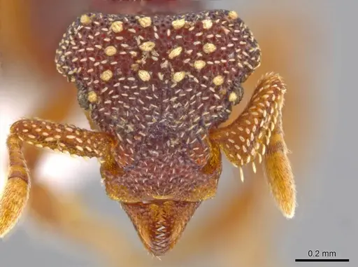 Eurhopalothrix zipacna - CASENT0617561