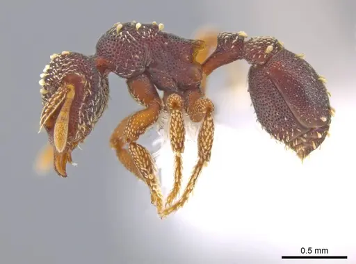 Eurhopalothrix zipacna - CASENT0617561