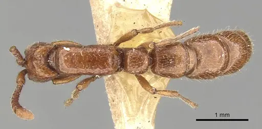 Eusphinctus taylori specimen