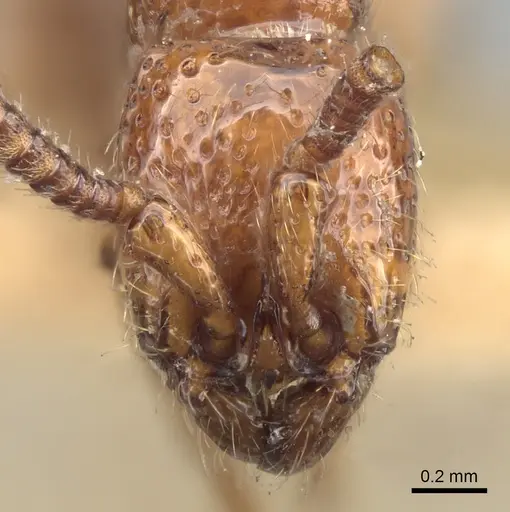 Eusphinctus taylori specimen