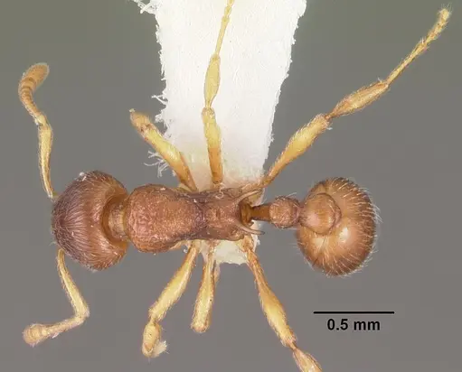 Eutetramorium parvum specimen