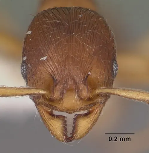 Eutetramorium parvum specimen