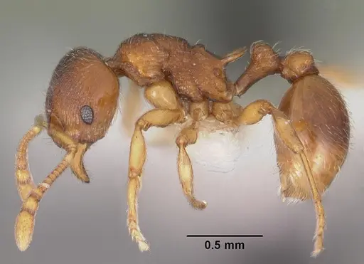 Eutetramorium parvum specimen