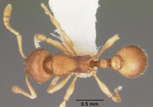 Eutetramorium parvum - CASENT0102297