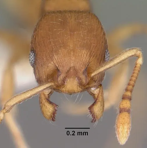 Eutetramorium parvum - CASENT0102297