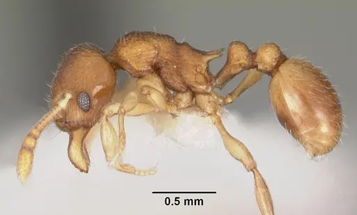 Eutetramorium parvum - CASENT0102297