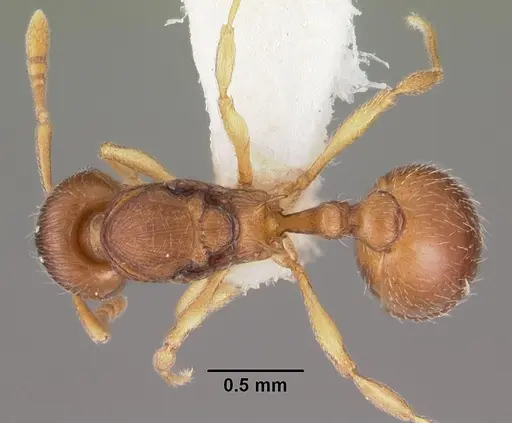 Eutetramorium parvum - CASENT0102298