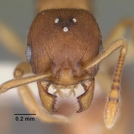 Eutetramorium parvum - CASENT0102298