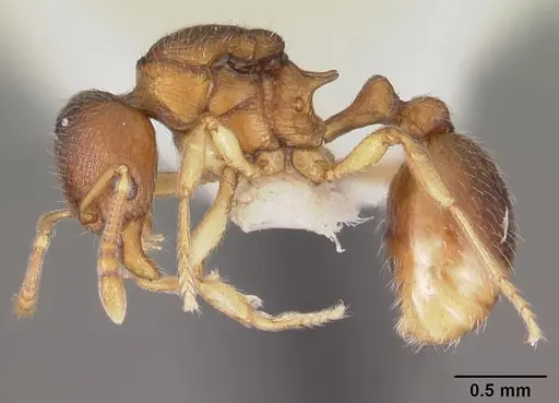 Eutetramorium parvum - CASENT0102298