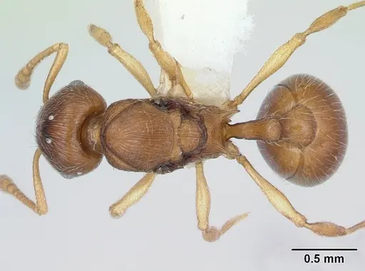 Eutetramorium parvum - CASENT0173545