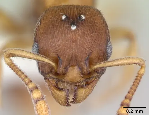 Eutetramorium parvum - CASENT0173545