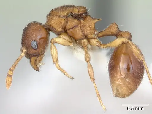 Eutetramorium parvum - CASENT0173545