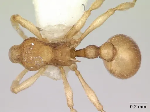 Eutetramorium parvum - CASENT0173546