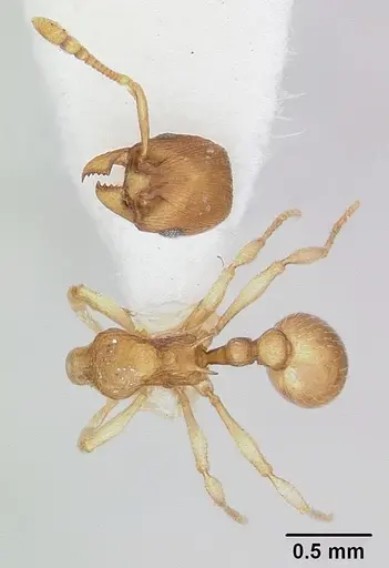 Eutetramorium parvum - CASENT0173546