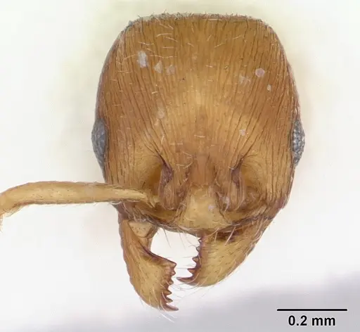 Eutetramorium parvum - CASENT0173546