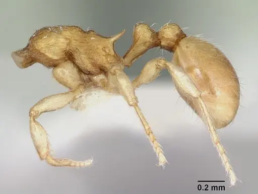 Eutetramorium parvum - CASENT0173546