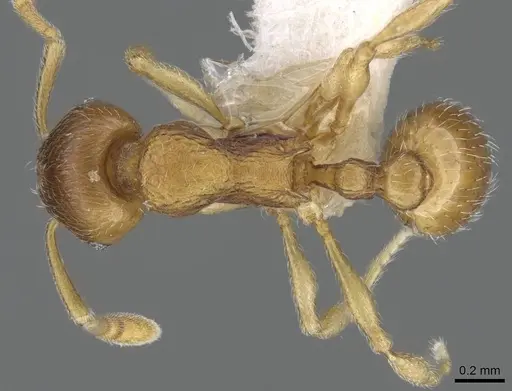 Eutetramorium parvum - CASENT0195002