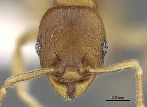 Eutetramorium parvum - CASENT0195002