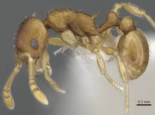 Eutetramorium parvum - CASENT0195002