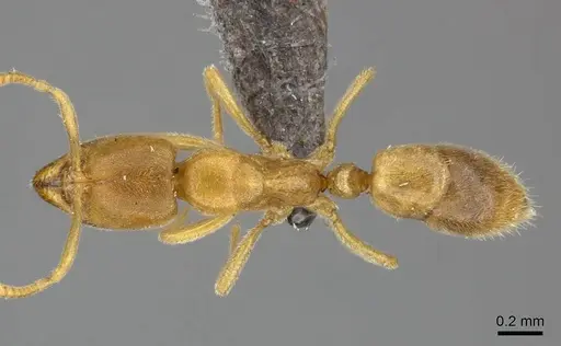 Fisheropone ambigua specimen